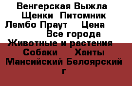 Венгерская Выжла. Щенки. Питомник Лембо Праут. › Цена ­ 35 000 - Все города Животные и растения » Собаки   . Ханты-Мансийский,Белоярский г.